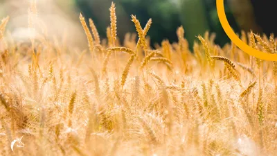 Wie Brot ein noch umweltfreundlicheres Lebensmittel für die Allgemeinheit werden kann 